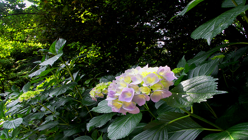額紫陽花